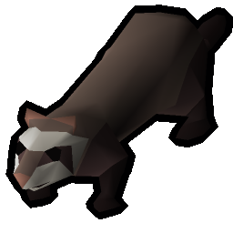 Ferret