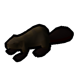 Beaver