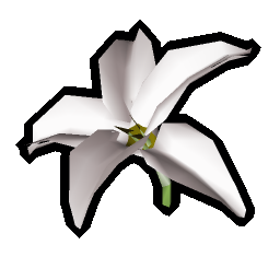 White lily