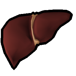 Hammerhead shark liver