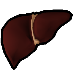 Great white shark liver