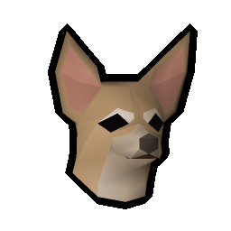 Chihuahua puppy