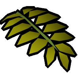 Curry leaf