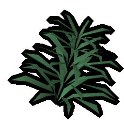 Rosemary