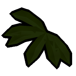 Kelp