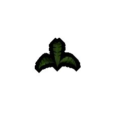 Fern