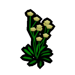 Daffodils