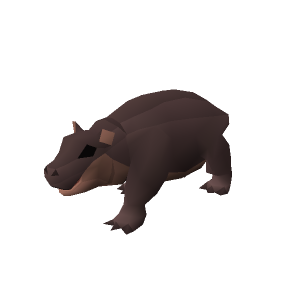 Pygmy hippo calf
