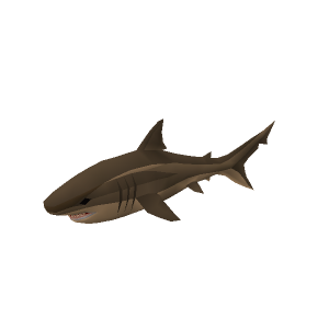 Bull shark