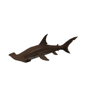 Hammerhead shark
