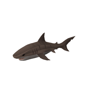 Tiger shark