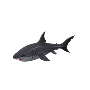 Great white shark