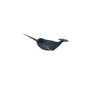 Narwhal