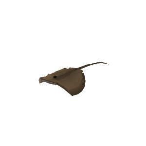 Stingray
