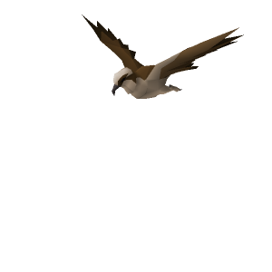 Osprey