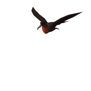 Frigatebird