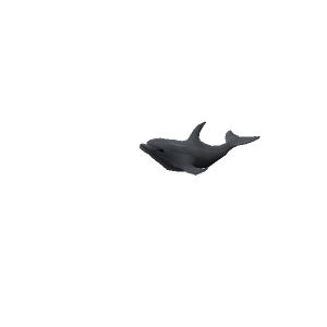 Dolphin calf
