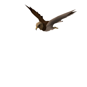 Bronze eagle