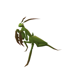 Praying mantis
