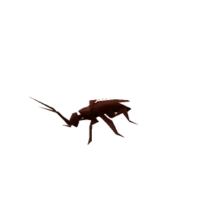 Cockroach