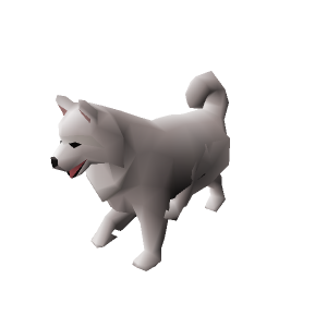 Samoyed