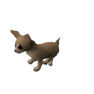 Chihuahua puppy