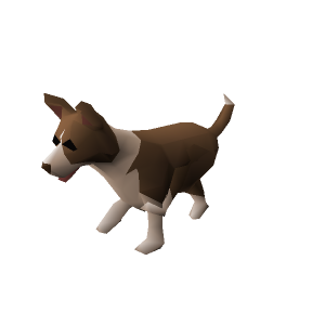 Border Collie puppy