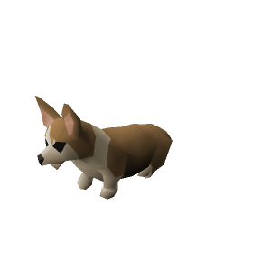 Corgi puppy