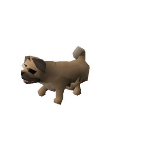 Pug puppy
