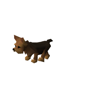 Yorkie puppy