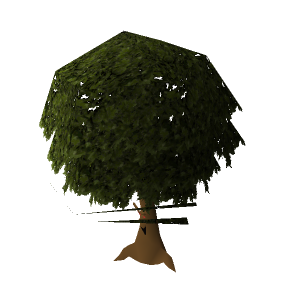 Oak