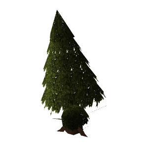 Evergreen