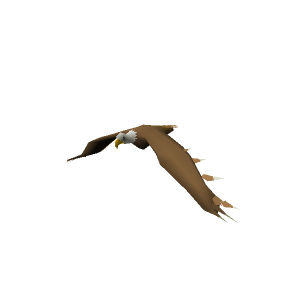 Bald Headed Eagle