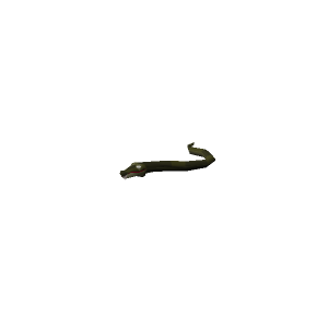 Desert snake