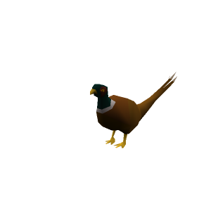 Pheasant