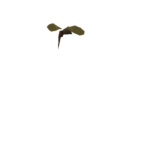 Large mosquito