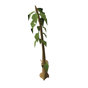 Teak