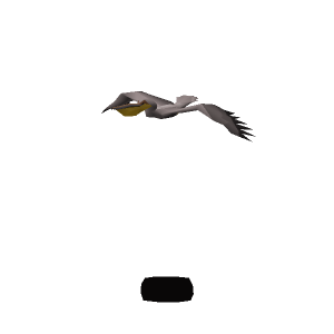Pelican