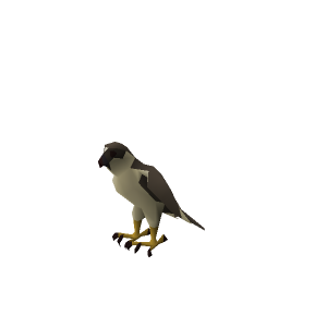Gyr Falcon