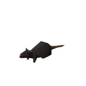 Rat