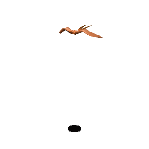 Copper longtail